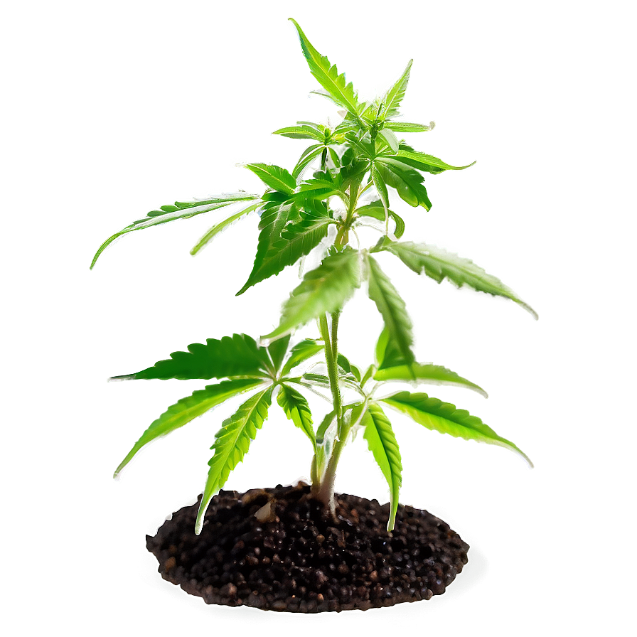 Cannabis Seedling Png Brs