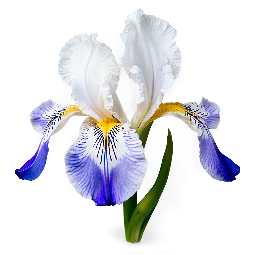 Captivating Iris Png Xtc