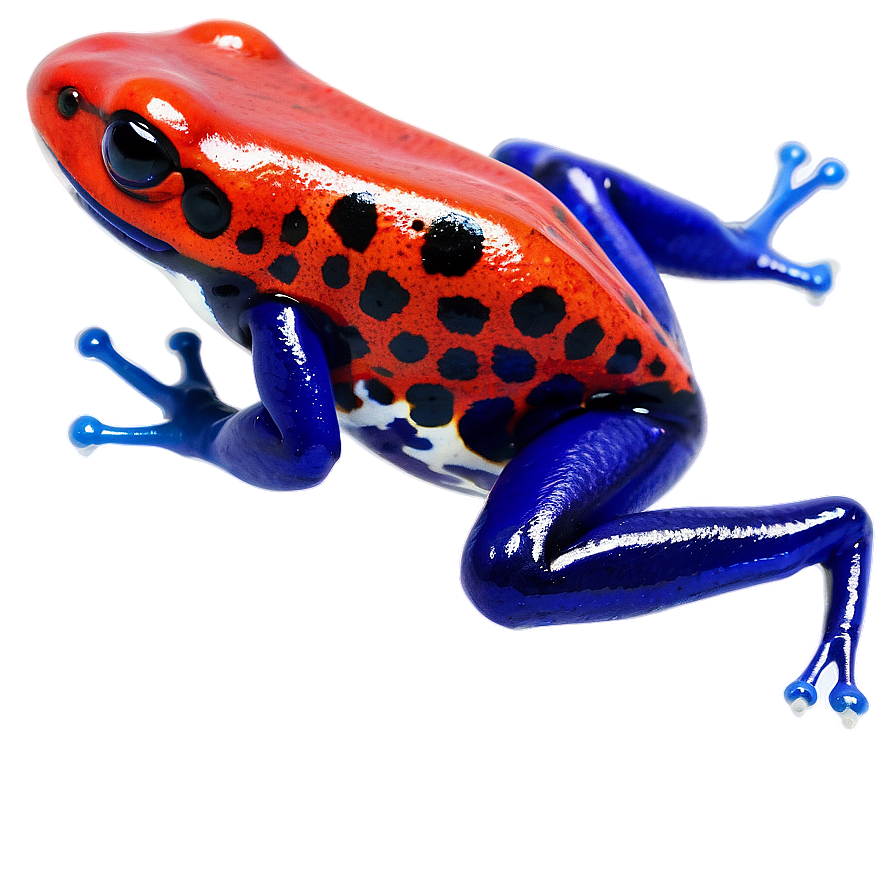 Captivating Poison Dart Frog Png Ree1