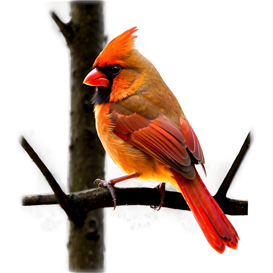 Cardinal Bird Red Png Gmo92