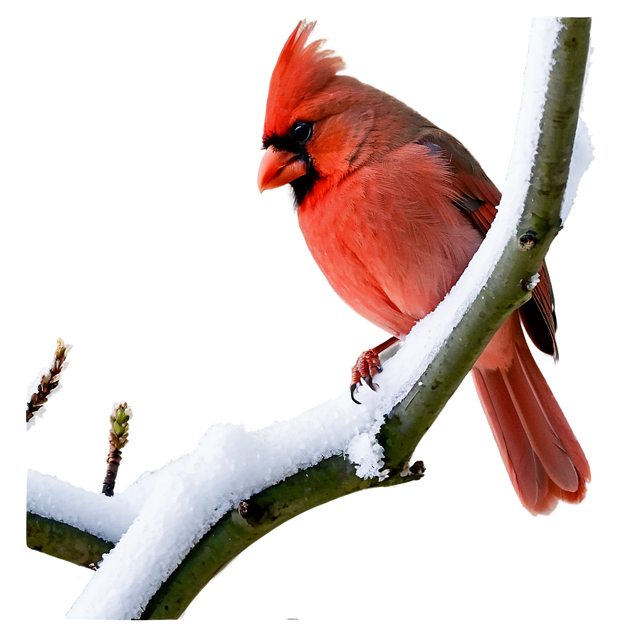 Cardinal In Winter Png 35