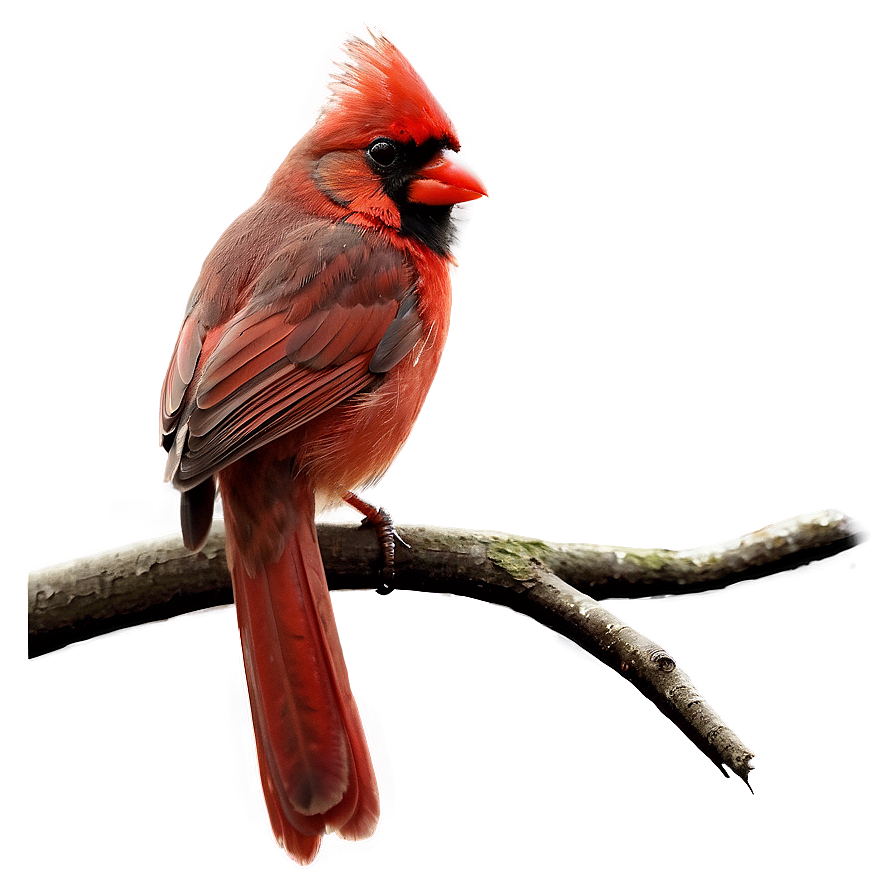 Cardinal On Branch Png 6