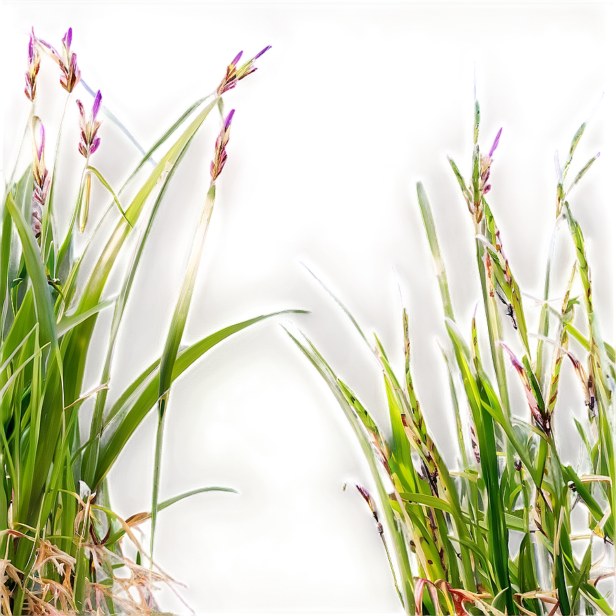 Carex Grass Decoration Png Efc65