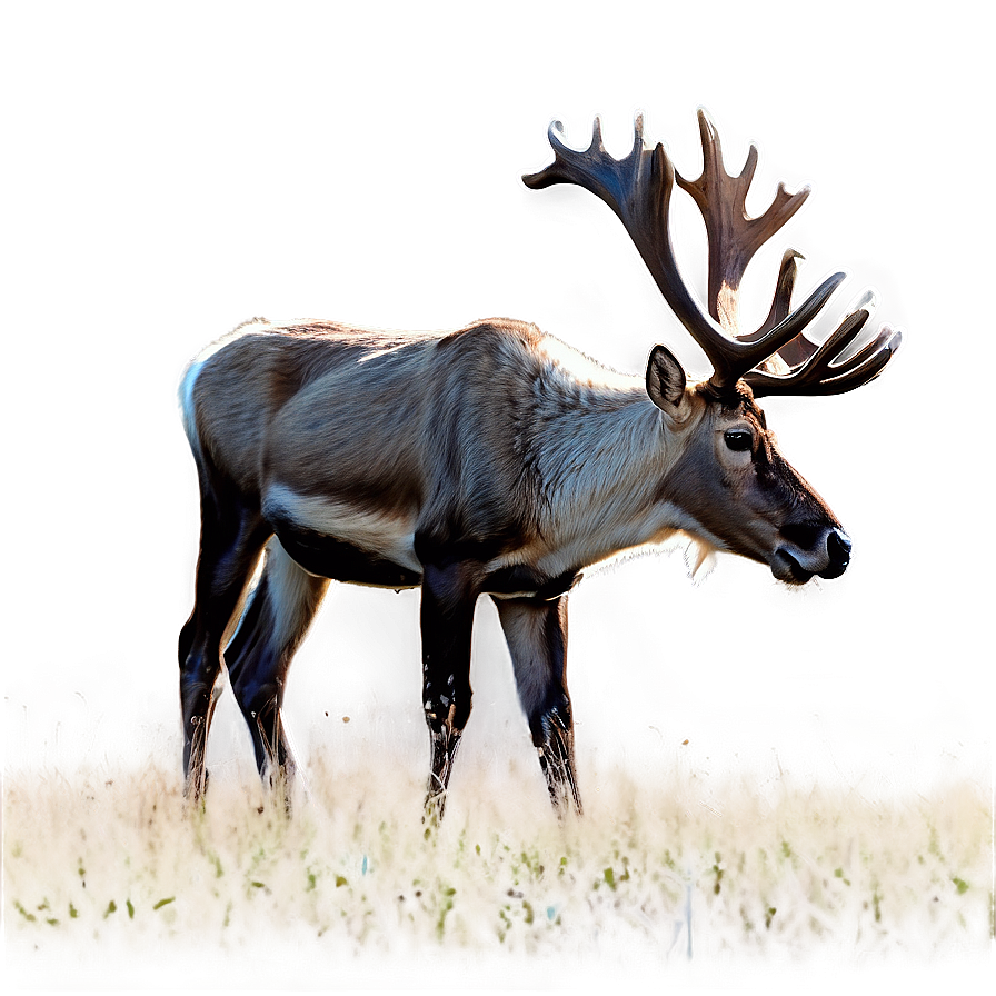 Caribou Feeding In Field Png 64