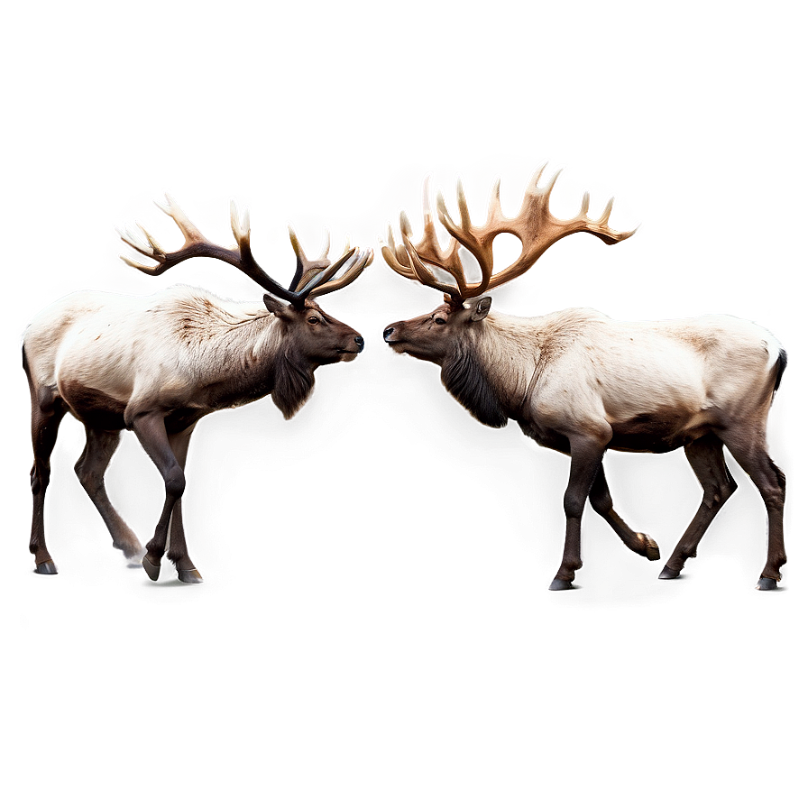 Caribou Fighting With Antlers Png 22