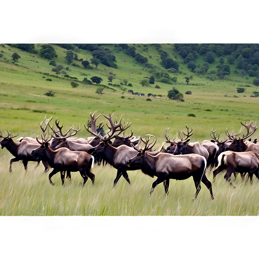 Caribou Herd Against Mountains Png Roa