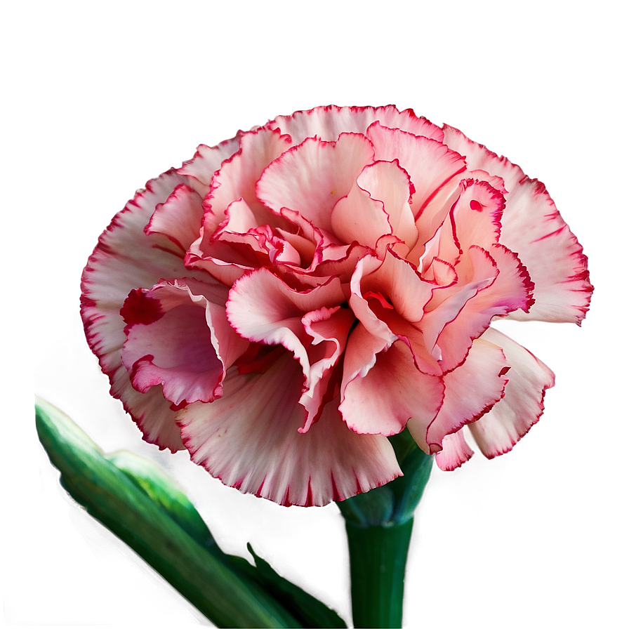 Carnation A