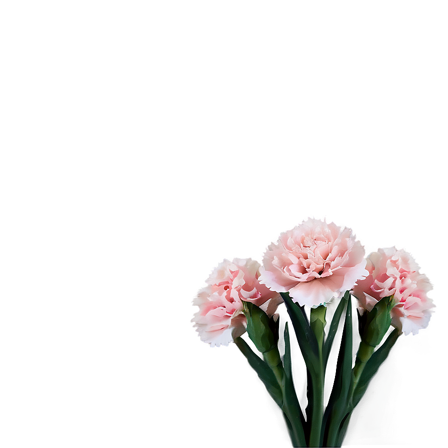 Carnation Bouquet Png 06122024