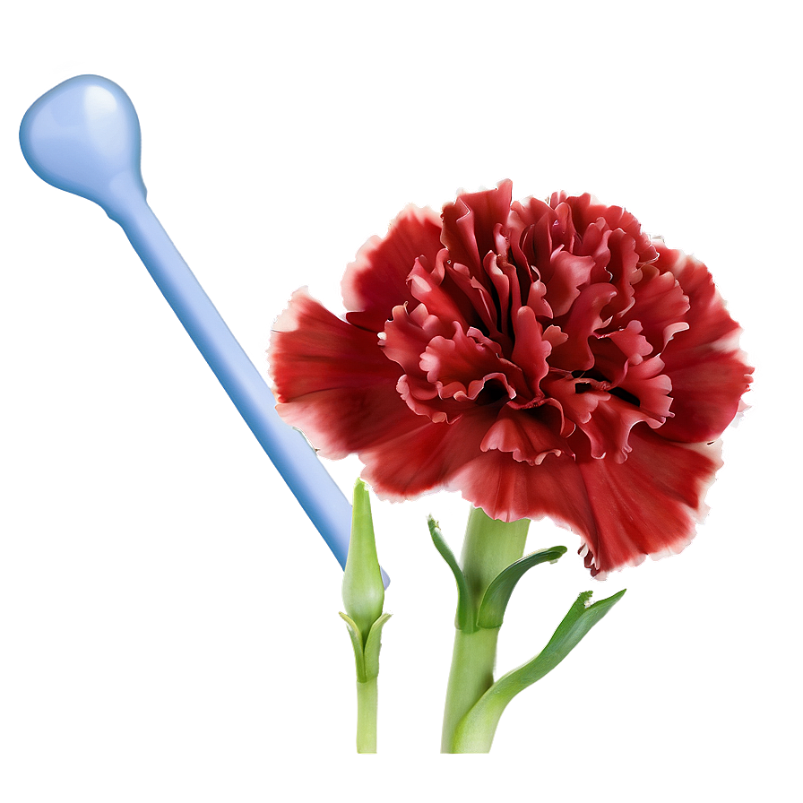 Carnation C