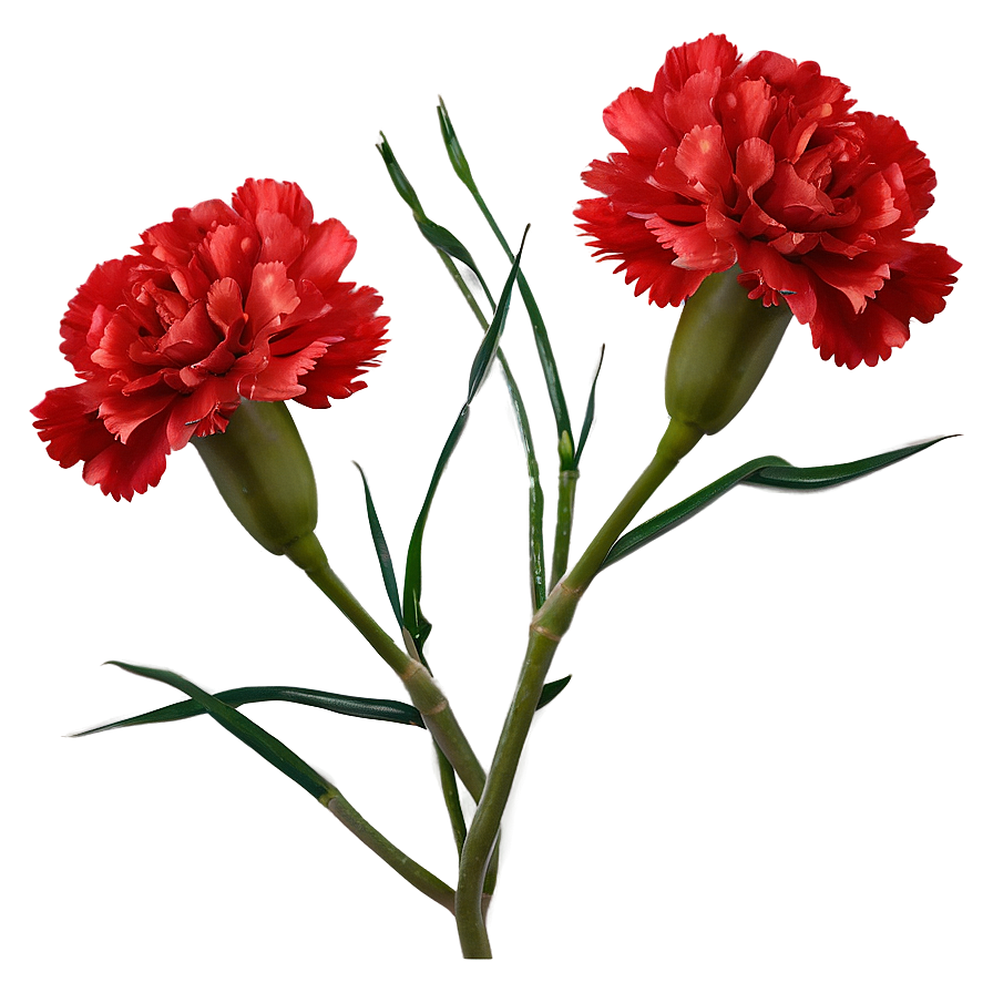 Carnation Cluster Png Bfh