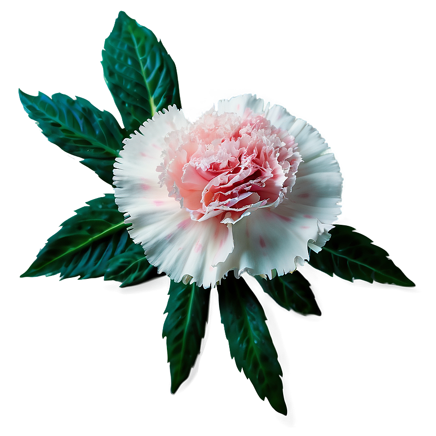 Carnation Flower Png Qqx84