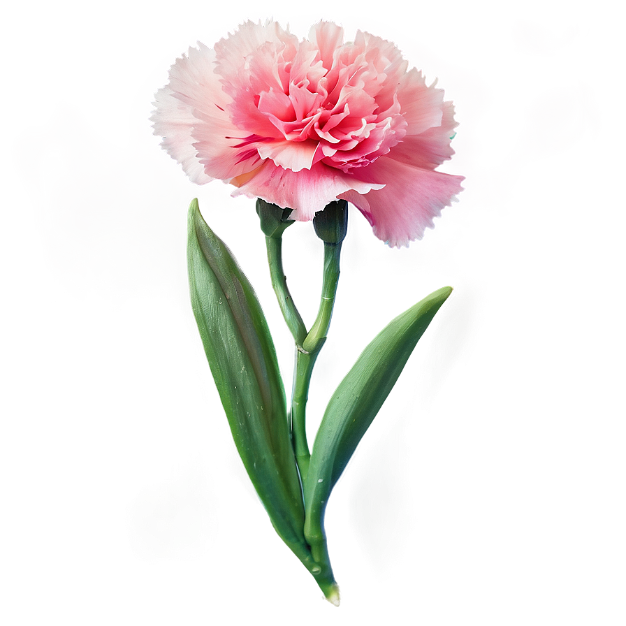 Carnation Flower Transparent Png Ilv62