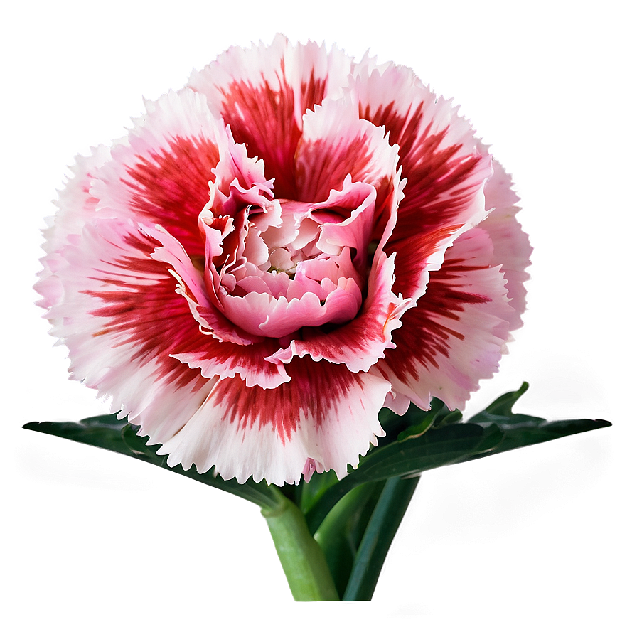 Carnation In Bloom Png Ydu96