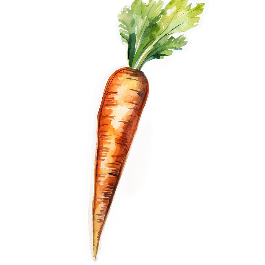 Carrot Watercolor Png 79