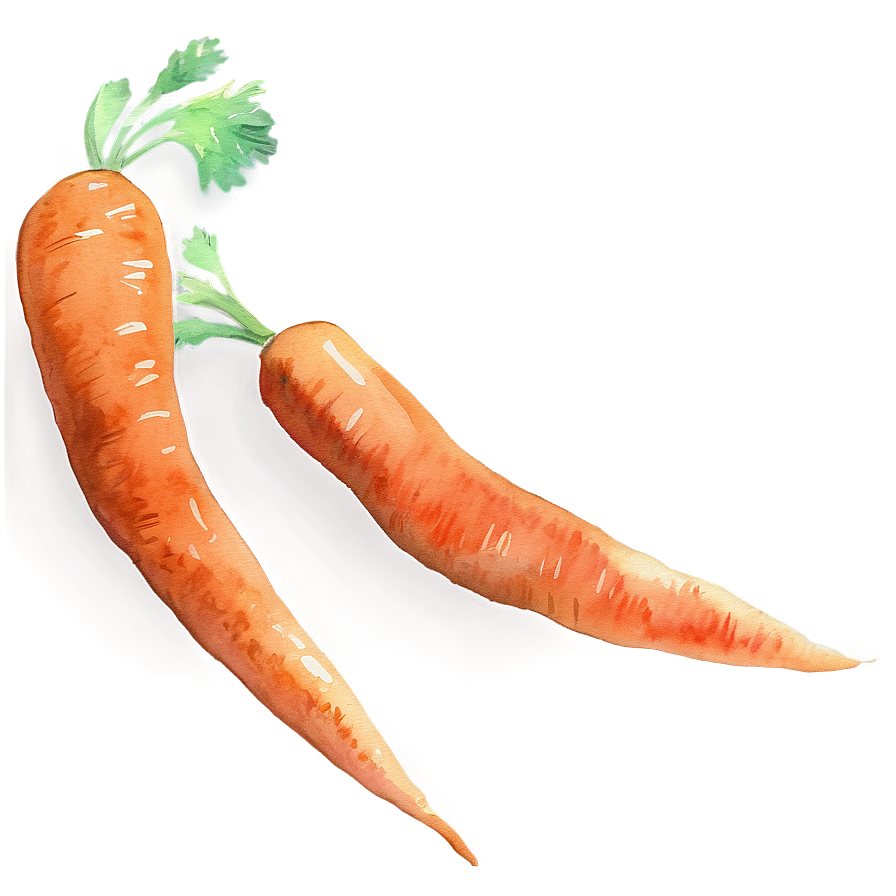 Carrot Watercolor Png Yam