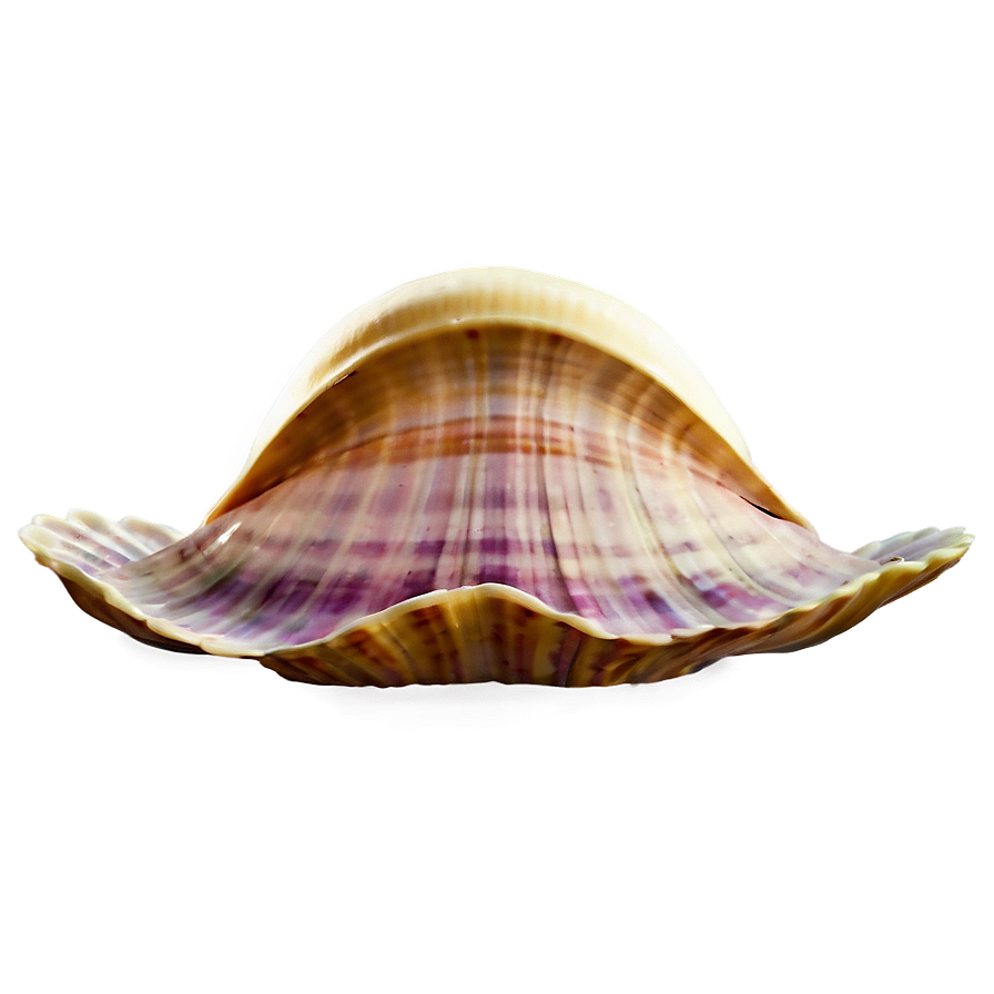 Cartoon Clam Png 05242024