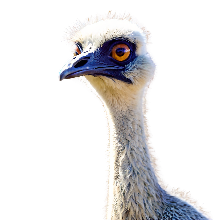 Cartoon Emu Png 06252024