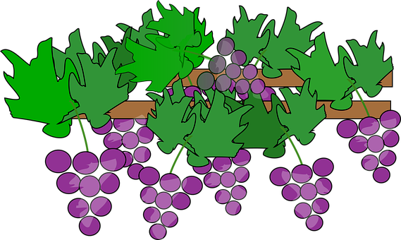 Cartoon Grapevine Cluster