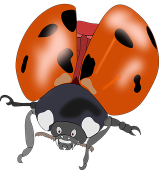 Cartoon Ladybug Illustration