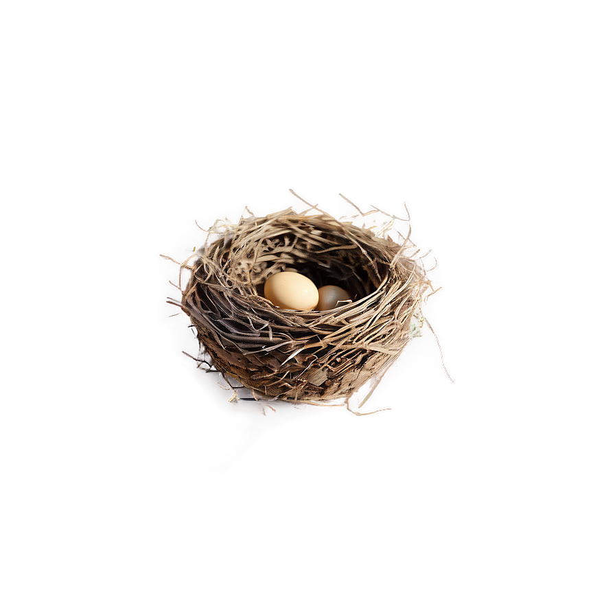 Cartoon Nest Drawing Png 05252024