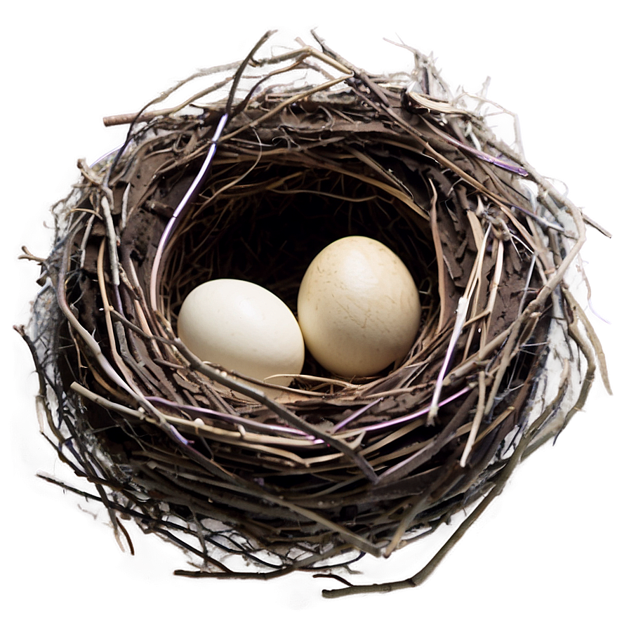 Cartoon Nest Drawing Png 05252024