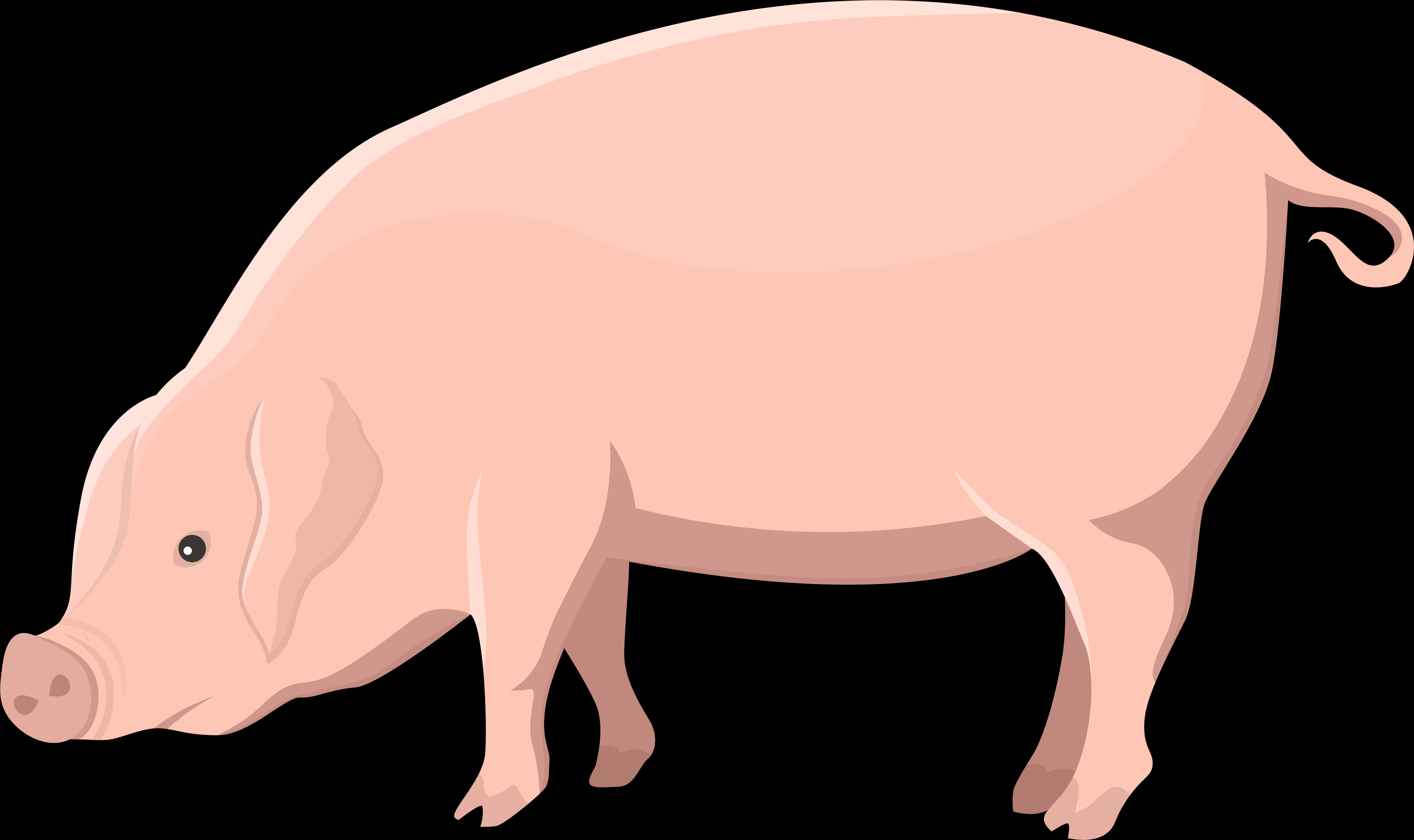 Cartoon Pig Illustration