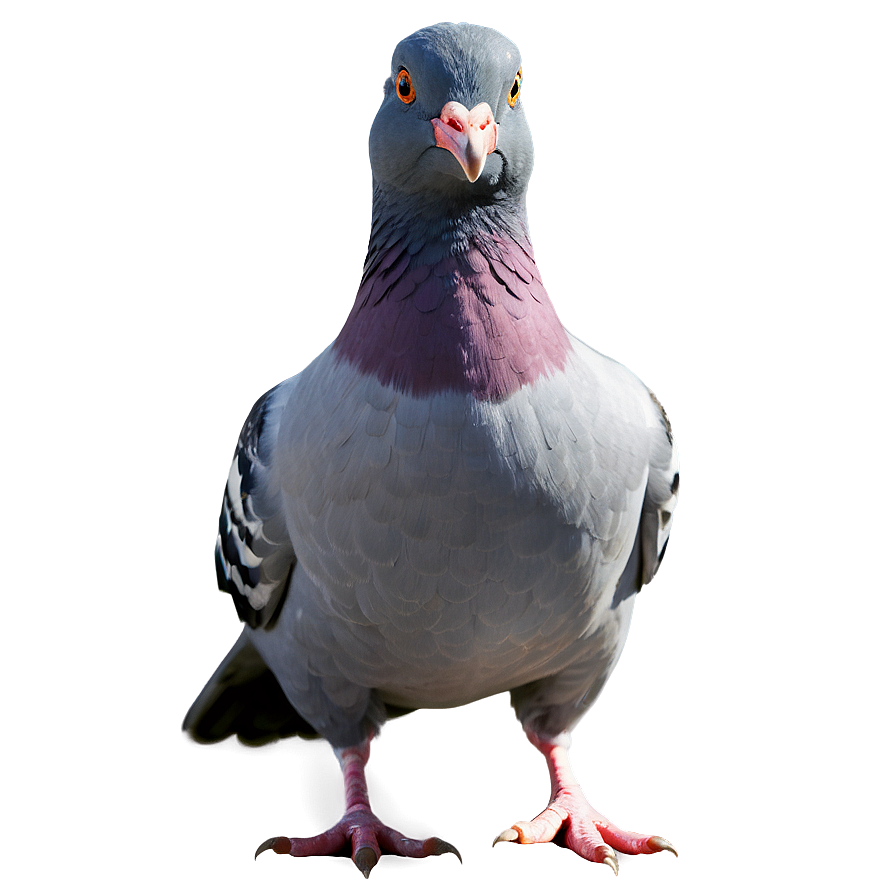 Cartoon Pigeon Png Xht38