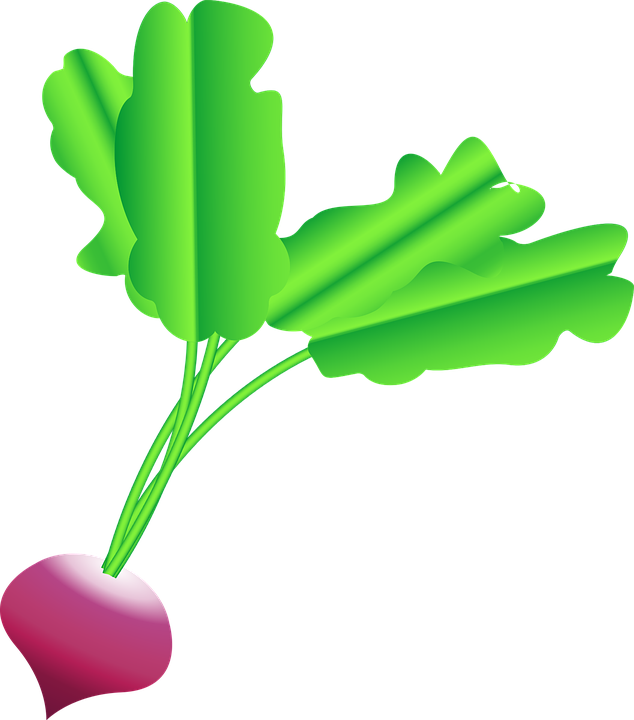 Cartoon Radish Illustration