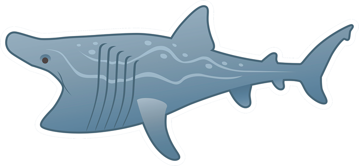 Cartoon Shark Illustration