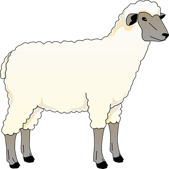 Cartoon Sheep Illustration