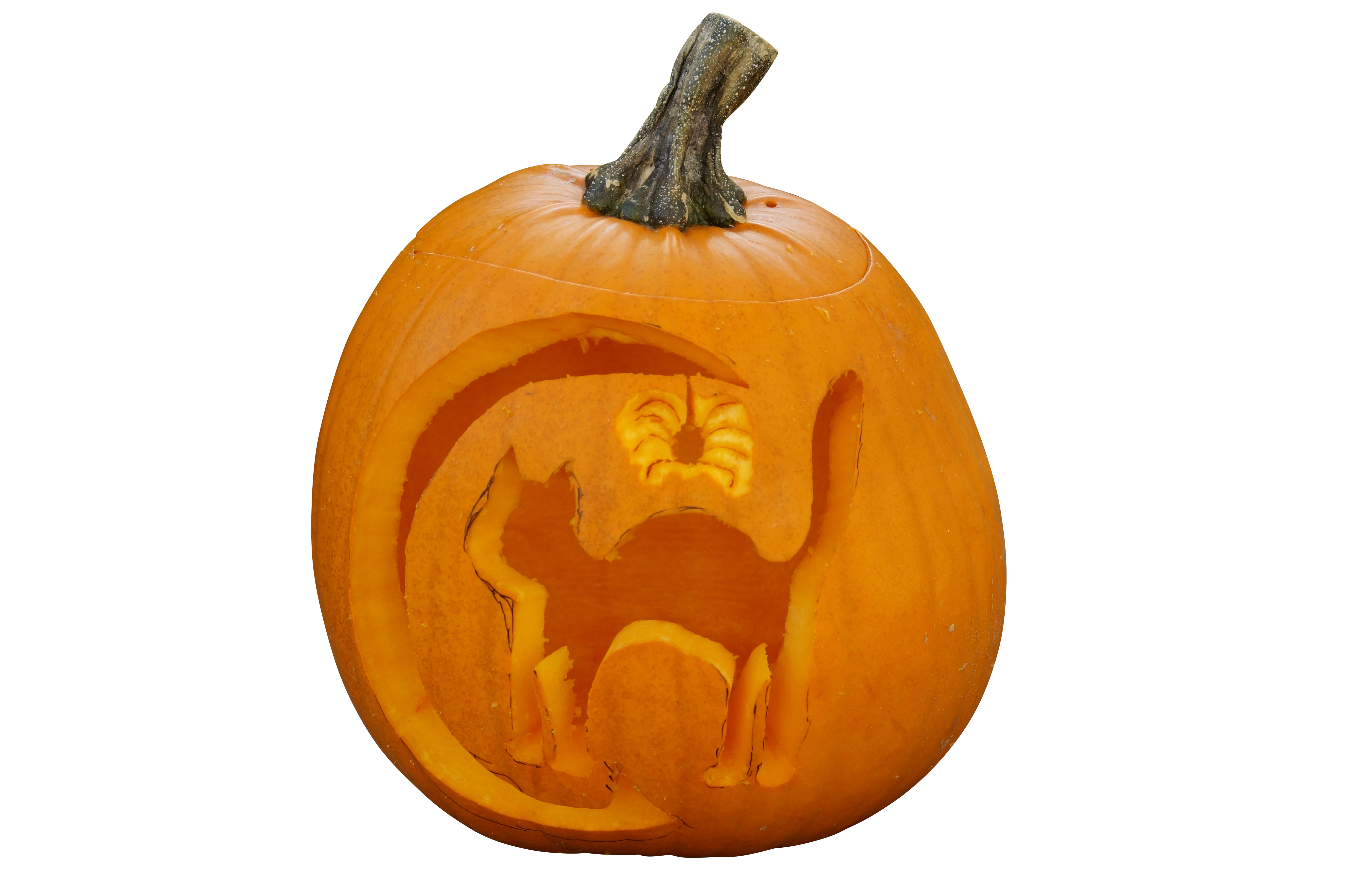 Carved Halloween Pumpkin Cat Design