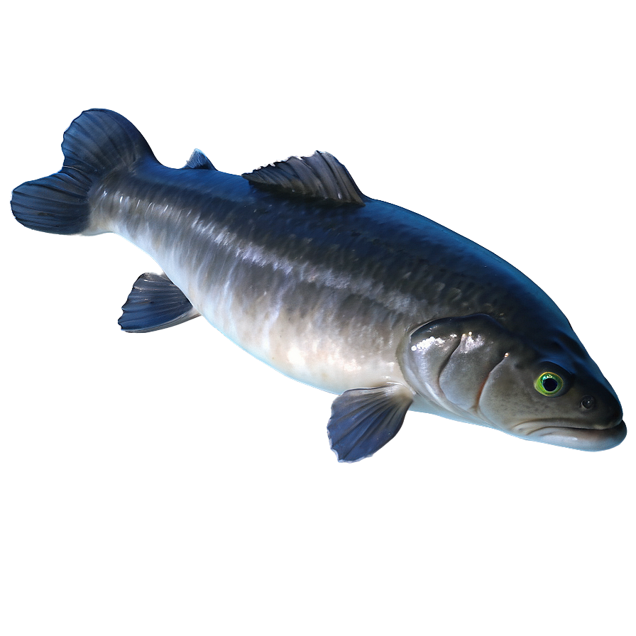 Catfish Png 04292024