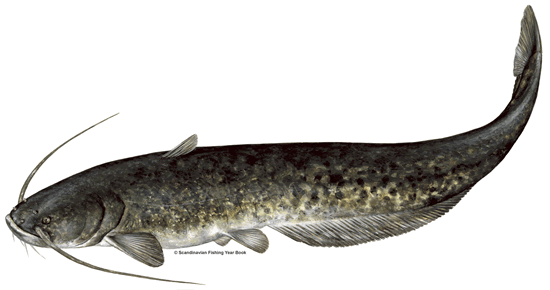 Catfish Side View Illustration