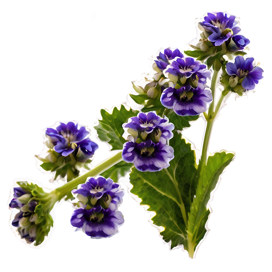 Catnip Flower Blooms Png Hap