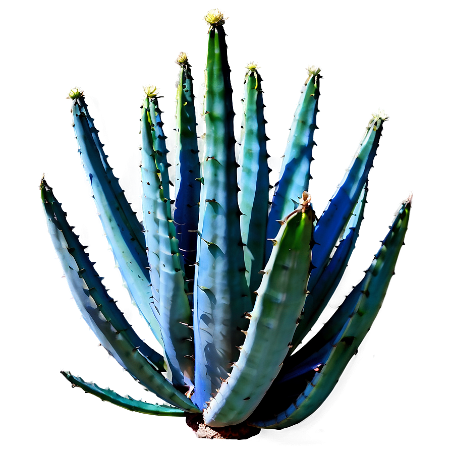 Century Plant Agave Png 06282024