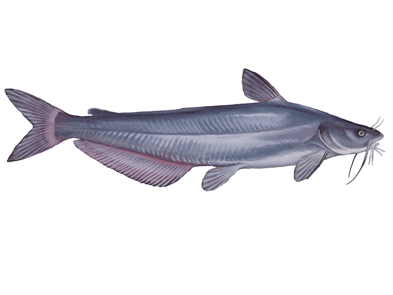 Channel Catfish Illustration