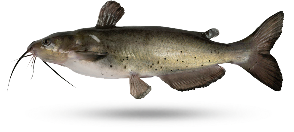 Channel Catfish Illustration