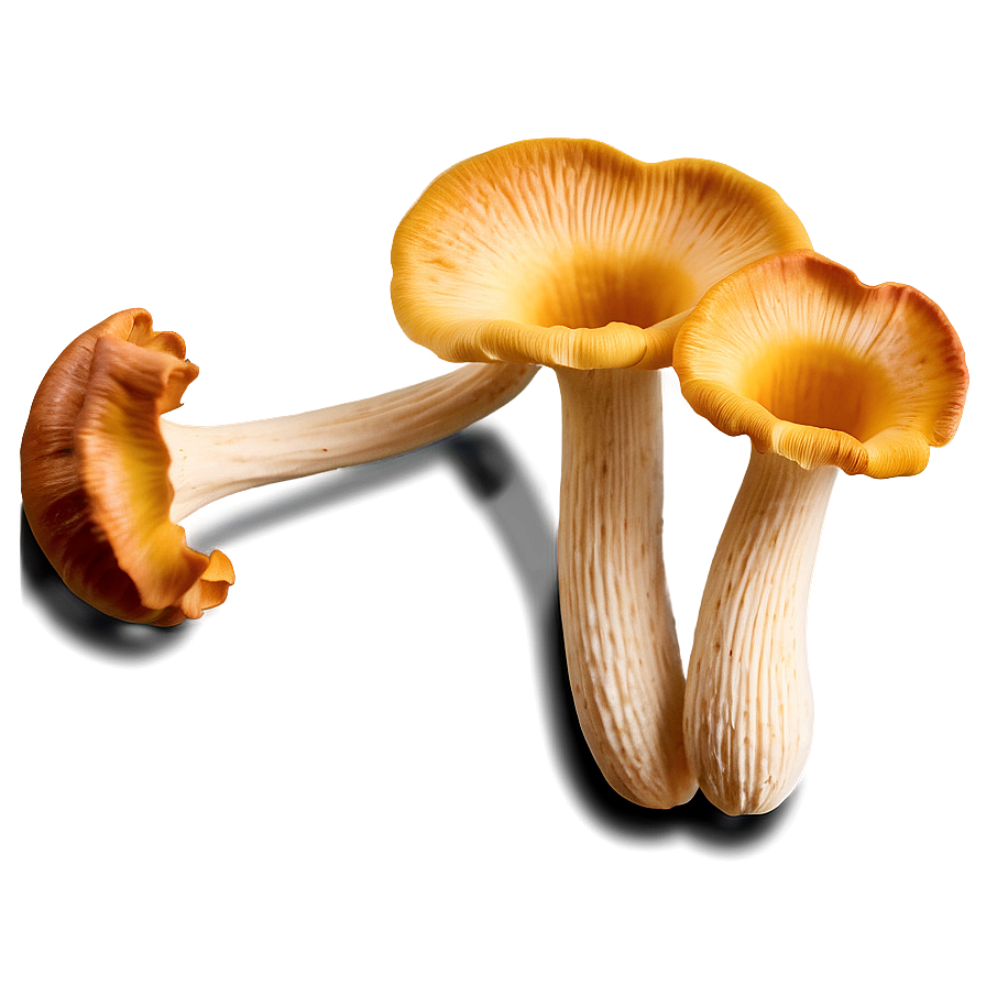 Chanterelle Mushrooms Png 11