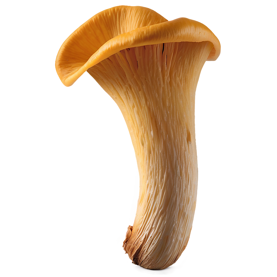 Chanterelle Mushrooms Png 3