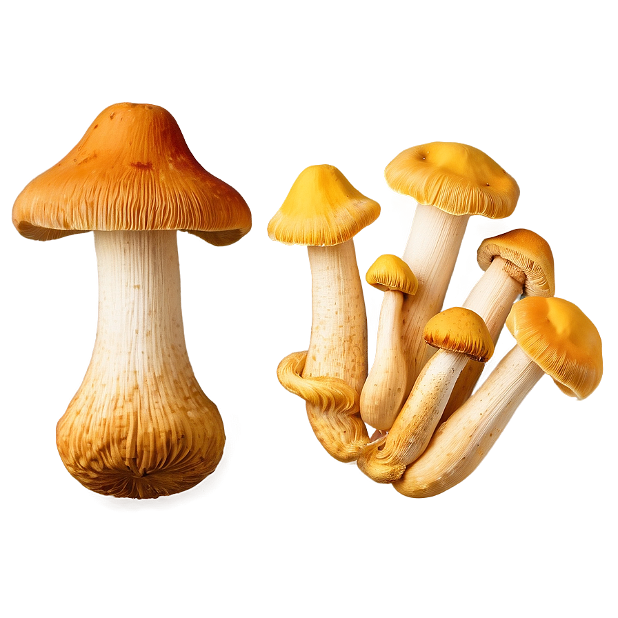 Chanterelle Mushrooms Png 52