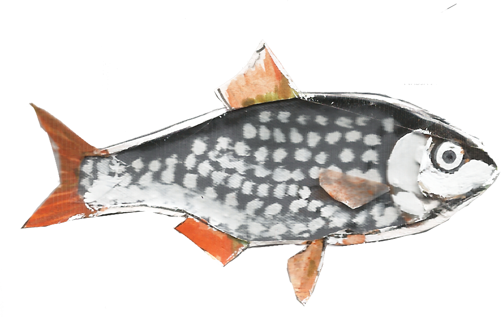 Checkered Carp Artwork