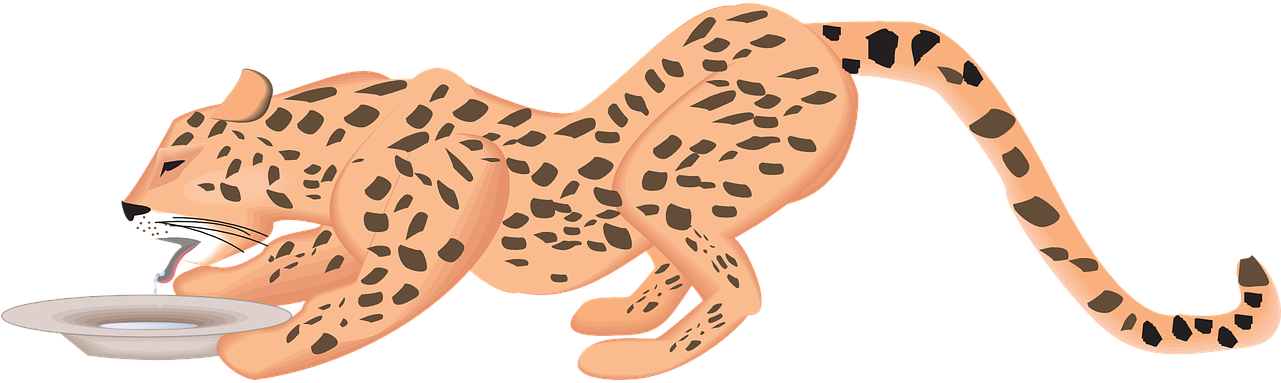 Cheetah Drinking Water Illustration