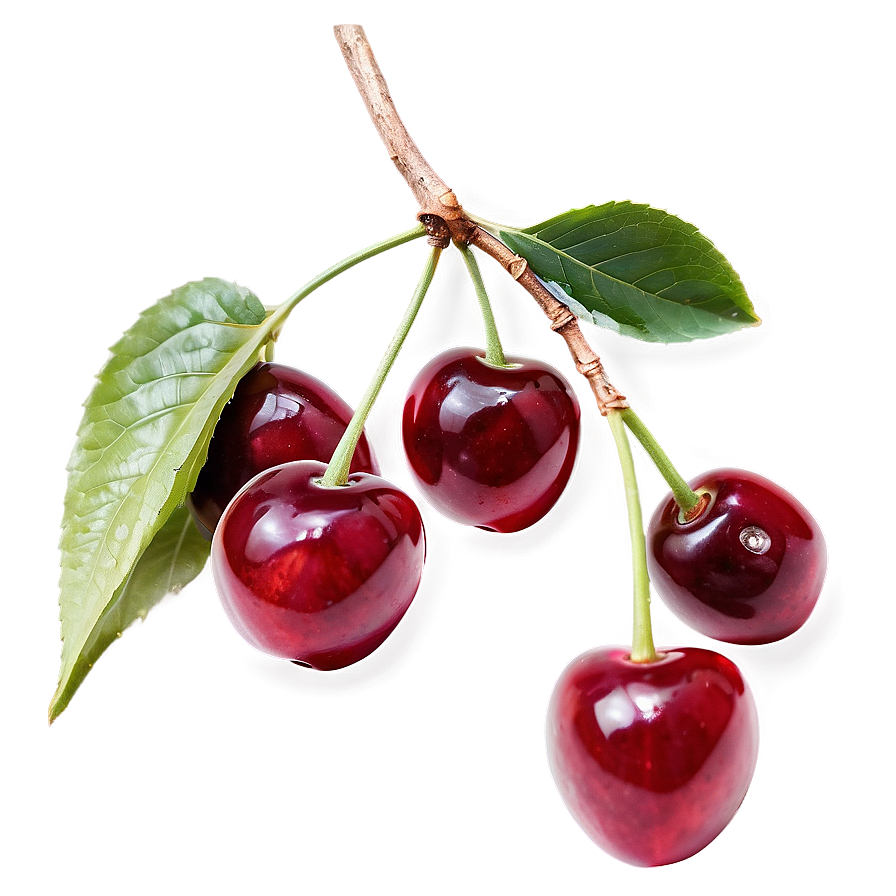 Cherries On Branch Png 21 Image