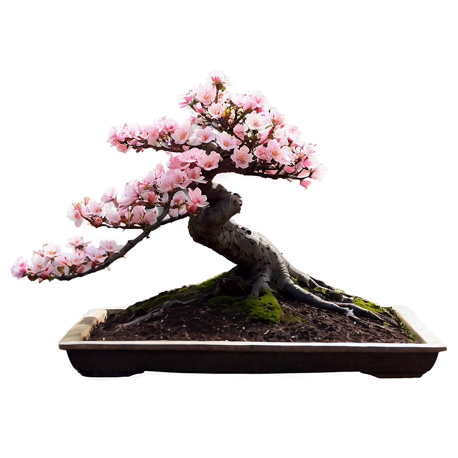 Cherry Blossom Bonsai Png 88