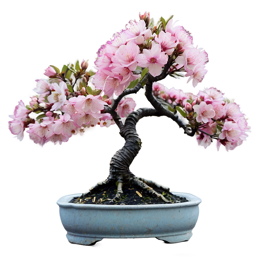 Cherry Blossom Bonsai Png Dlo92