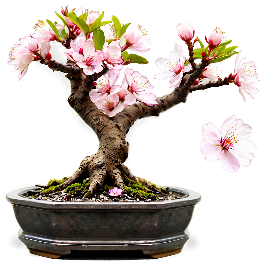 Cherry Blossom Bonsai Png Juo37