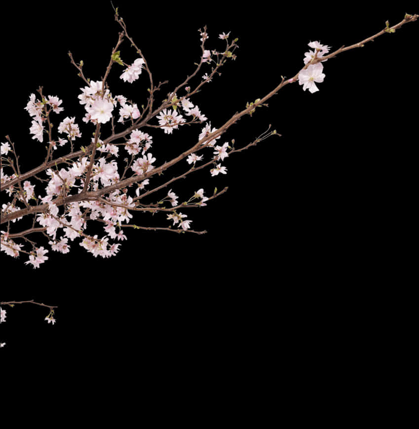 Cherry Blossom Branch Night Sky