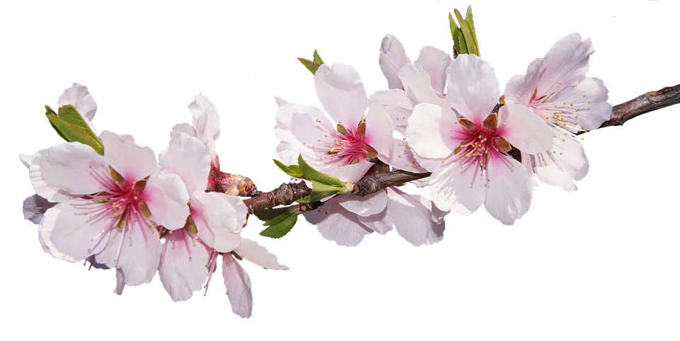 Cherry Blossom Branch.png