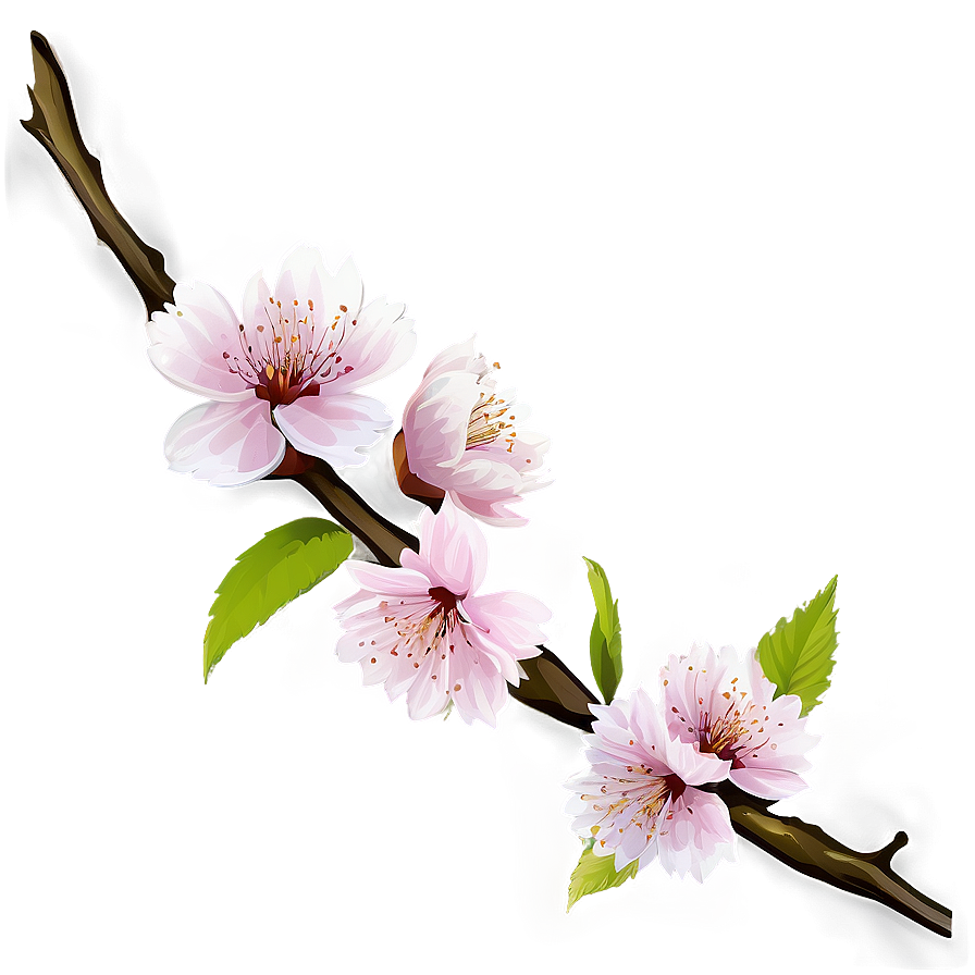 Cherry Blossom Branch Png 06292024