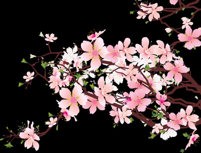 Cherry Blossom Branches Illustration